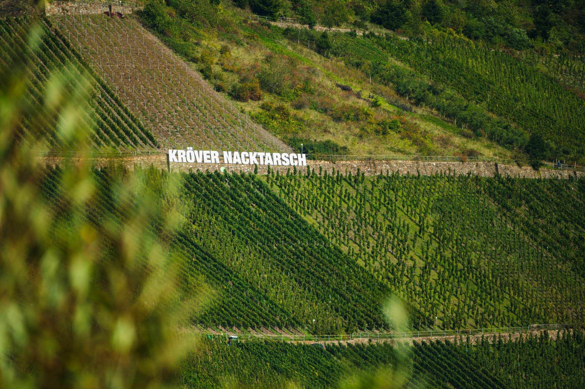 Letters in vineyard on mountain side saying Kröver Nacktarsch